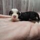 Mini Bernedoodles