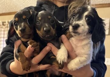 Dachshund