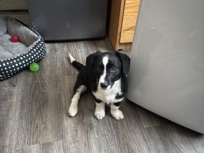 Corgi Mix for a small rehoming fee