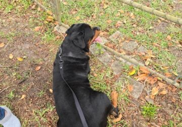 Rottweiler