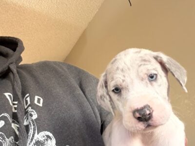 Great Dane Puppies