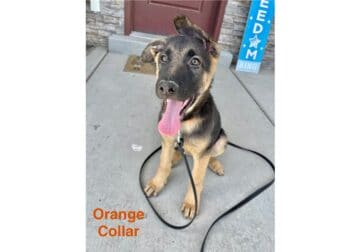 Purebred German Shepherd Puppy(Male)