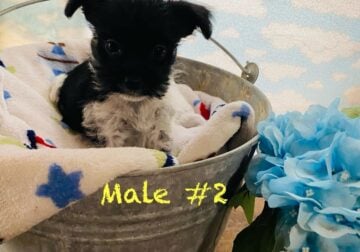 One of a kind pups 4