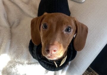 Dachshund Female Puppy