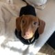 Dachshund Female Puppy