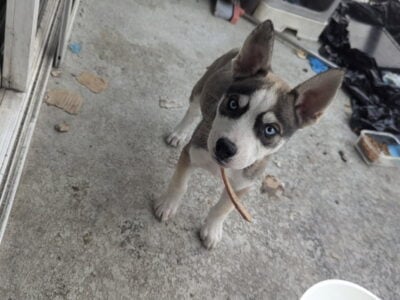 Huskies