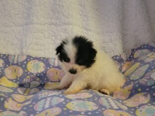 Bandit CKC Registered Male Pomeranian