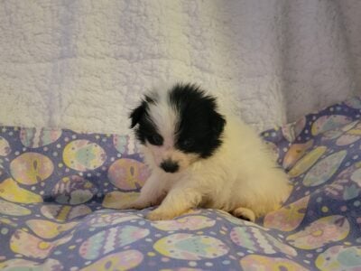 Bandit CKC Registered Male Pomeranian