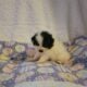 Bandit CKC Registered Male Pomeranian
