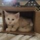 Maine Coon Kittens