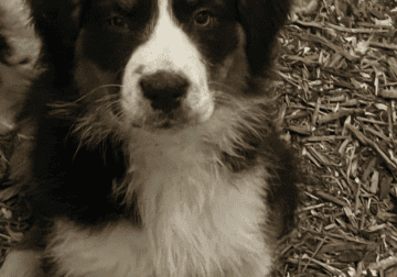 Standard Australian puppies for sale