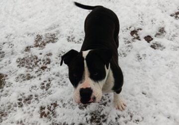 Bully/mix