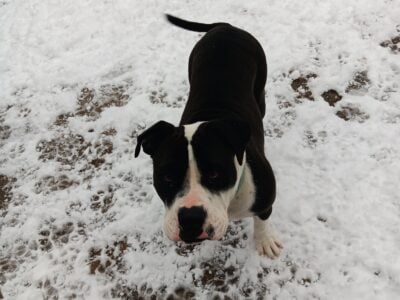 Bully/mix