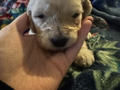 Precious Goldendoodle puppy- purple