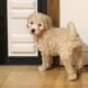 Mini Goldendoodle LAKELAND FL