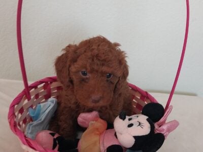 Azalea, female miniature poodle
