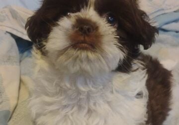 Male Shih-Tzu