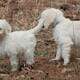 Goldendoodles