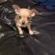 Teacup chihuahua applehead