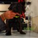Cane Corso Puppies