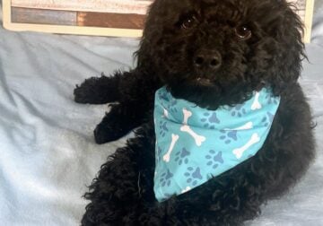 Cockapoo – Apollo