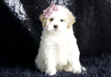 Preppy F1 Maltipoo