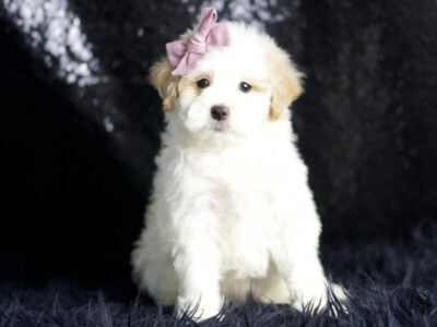 Preppy F1 Maltipoo