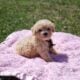 Tiny female Cavapoo puppy