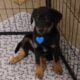 Mixed Breed Puppies