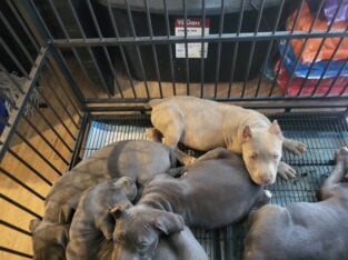 Only fawn brindle red nose pup only one out of lit