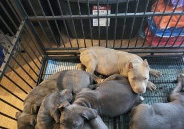 Only fawn brindle red nose pup only one out of lit