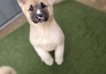 Akita Pup