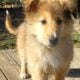 AKC Collie Puppies