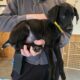 (Nyx) Black Female Doberman Puppy