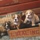 AKC registered-Top Quality-English bulldog pups