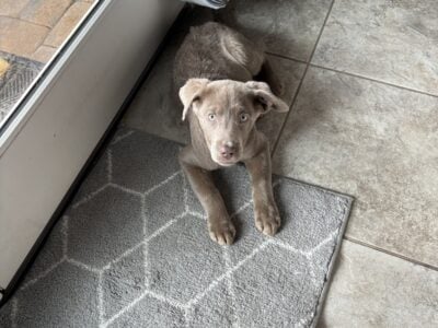 Silver lab female