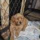 Golden retriever puppies