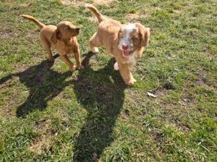 Mini Goldendoodles!