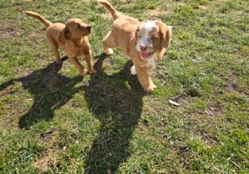 Mini Goldendoodles!