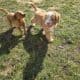 Mini Goldendoodles!