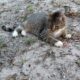 Elisha: Cat for Adoption