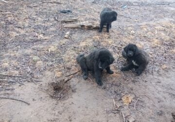 Newfoundland puppies