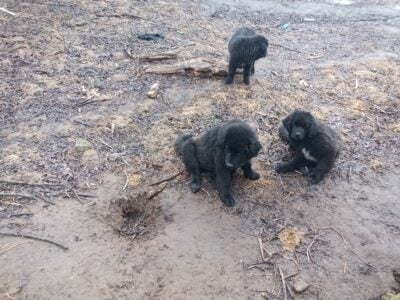 Newfoundland puppies