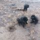 Newfoundland puppies
