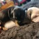 Pitbull/Mini Dashound puppies
