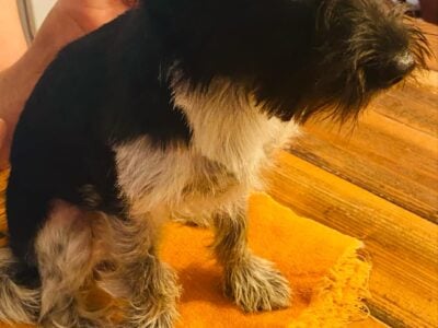 One of a kind pups 4