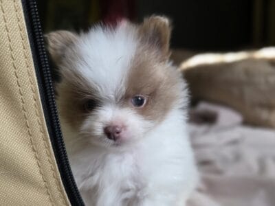 Male Pomeranian Puppy