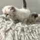 Persian kittens