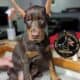 Doberman Pinscher puppies for sale!