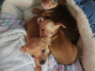 Minipinn puppys